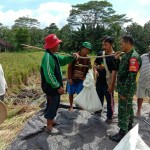 Babinsa Tamanbali Bersama Petani Panen Ubinan