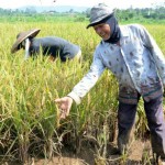 Uji Coba Varietas Bio Patenggang di Kabupaten Bogor