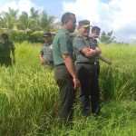 Tim Wasev Mabesad Tinjau Sawah Demplot Kodim Tabanan