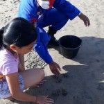 Tukik Lagi Muncul di Pantai Petitenget