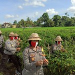 Polres Badung Gandeng Pemda Setempat Kembangkan Ketahanan Pangan