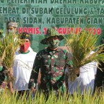 Kodam IX/Udayana Gelar Panen Padi Perdana Untuk Sukseskan Ketahanan Pangan