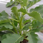 Sebatang Pohon Terong, Beri Keindahan Dan Kebahagiaan