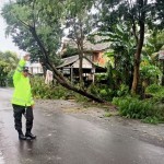 Dengan Sigap, Bhabin Desa Sedang Bersihkan Pohon Tumbang