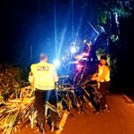 Polisi Cepat Bersihkan Pohon Tumbang di Wilayah Kecamatan Abiasemal