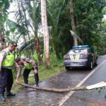 Respon Cepat Tim UKL Polsek Abiansemal Terima Laporan Pohon Tumbang
