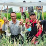 Kapolsek Abiansemal Menghadiri Kegiatan Panen Bawang Merah di Bongkasa