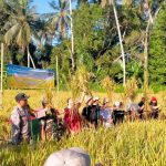 Bhabinkamtibmas Darmasaba Hadiri Panen Raya Padi