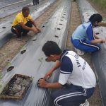 Kasat Binmas dan Anggota Saka Bhayangkara Tanam Pohon Cabai