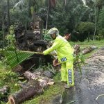 Pohon Jenis Albesia & Kelapa Tumbang Menimpa Gapura Perbatasan