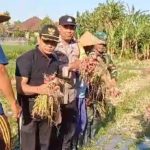 Partisipasi Bhabinkamtibmas Desa Darmasaba Dalam Panen Bawang.