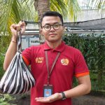 SAMBUT HARI RAYA GALUNGAN, RUTAN NEGARA LAKSANAKAN TRADISI ‘MEPATUNG’
