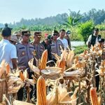 Waka Polsek Mengwi Hadiri Gerakan Panen Jagung Bersama Oleh Dinas Pertanian dan Pangan Kabupaten Badung