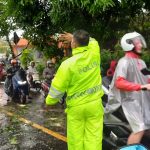 Evakuasi Pohon Miring di Jalan Uluwatu, Lalu Lintas Kembali Normal