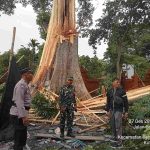 Sinergi Bhabinkamtibmas Polsek Denpasar Barat Bersama Babinsa Dan Inkait Tanggap Tangani Pohon Tumbang