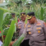 Polres Badung Panen Jagung, Wujud Nyata Dukung Ketahanan Pangan