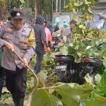 UKL Polsek Kuta Utara Respon Cepat Adanya Bencana Alam Pohon Tumbang