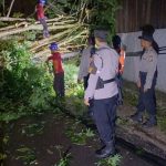 Pohon Tumbang di Uluwatu Timpa Dua Motor dan Tiang Listrik, Polisi Imbau Warga Waspada Cuaca Ekstrem