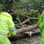 Pohon Tumbang di Jalan Batukaru Denpasar, Evakuasi Pohon Terkendala Hujan Deras