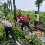 Evakuasi Pohon Tumbang Personil Polsek Mengwi Bersihkan Material Yang Menghalangi Jalan