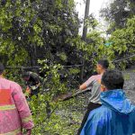 Pohon Tumbang di Penatih Timpa Kabel Listrik, Polsek Dentim Bersama BPBD Lakukan Evakuasi