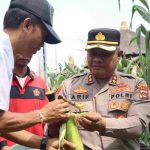 Dukung Ketahanan Pangan Nasional, Kapolres AKBP Arif Pimpin Panen Jagung