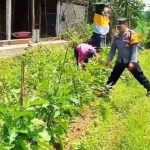 Bhabinkamtibmas Polsek Petang Sambangi Petani Sayuran,Dukung Ketahanan Pangan