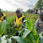 Dukung Ketahanan Pangan, Polsek Dawan Melaksanakan Pemupukan Tanaman Jagung Di Subak Sampalan Baler Margi