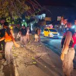 Sigap, Polsek Denpasar Selatan Amankan Lokasi Pohon  Tumbang di Jl. Raya Sesetan
