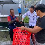 KOLAM KECIL, HASIL MAKSIMAL: RUTAN NEGARA PANEN LELE PERDANA HINGGA 60 KG