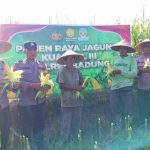 Polsek Abiansemal Perkuat Kemitraan Lewat Panen Raya Jagung Bersama Warga