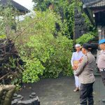 Pohon Beringin Tumbang di Pura Dalem Jimbaran, Penanganan Akan Dilaksanakan Usai Upacara Adat