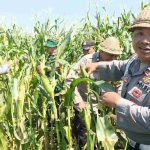 Polres Klungkung Gelar Panen Jagung Dukung Ketahanan Pangan.