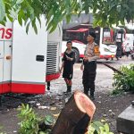 Pohon Cemara Tumbang di Sesetan Timpa Mobil, Arus Lalu Lintas Sempat Terganggu