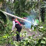 Unit Samapta Polsek Banjarangkan Evakuasi Pohon Tumbang di Jalan Tegal Wangi.