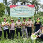 Polsek Banjarangkan Gelar Panen Raya Jagung Dukung Swasembada Pangan Nasional.