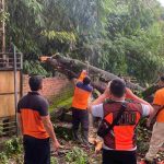 Bhabinkamtibmas Kerobokan Bersama Warga evakuasi Pohon Tumbang