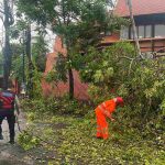 Akibat cuaca extrim Pohon Cemara Tumbang, Enam Tiang Listrik Roboh dan Sempat Ganggu Arus Lalu Lintas