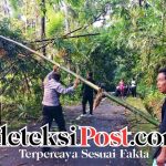 Bhabinkamtibmas Bersama Warga Evakuasi Pohon Tumbang di Dawan Kaler.