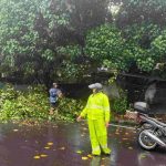 Pohon Waru Tumbang di Simpang Nakula Sahadewa Jimbaran, Arus Lalu Lintas Tetap Lancar
