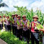Polsek Banjarangkan Panen Raya Jagung Dukung Swasembada Pangan.