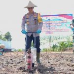 Dukung Program Swasembada Pangan Tahun 2026, Polda Bali Tanam Jagung Serentak