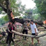 Semangat Gotong Royong di Semaya, Polisi, BPBD dan Warga Kompak Evakuasi Pohon Tumbang