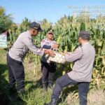 Panen 100 Ton Jagung, Polres Badung Turun Langsung Dukung Petani