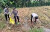 Polsek Banjarangkan Tanam Jagung Manis, Dukung Program Ketahanan Pangan.