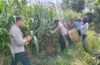 Dari Subak Uma Anyar, Polisi Bersama Petani Perkuat Ketahanan Pangan Nasion