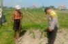 Bhabinkamtibmas Polsek Abiansemal Perkuat Program Ketahanan Pangan Melalui Pendampingan Petani Jagung