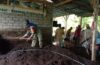 Semangat Gotong Royong, Babinsa Babahan Bantu Pengepakan Pupuk Organik Pesanan 10 Ton