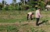Polsek Mengwi Pastikan Tanaman Jagung Program Nasional Berkembang Sesuai Target