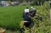 Aksi Sigap Kanit Lantas Polsek Kuta Utara Bantu Pengendara WNA Terperosok Ke Area Sawah